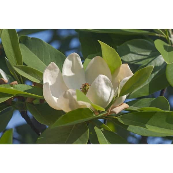 3 Gal. Sweet Bay Magnolia (Magnolia Virginiana), Live Flowering Tree Shrub, Cream-White Flowers