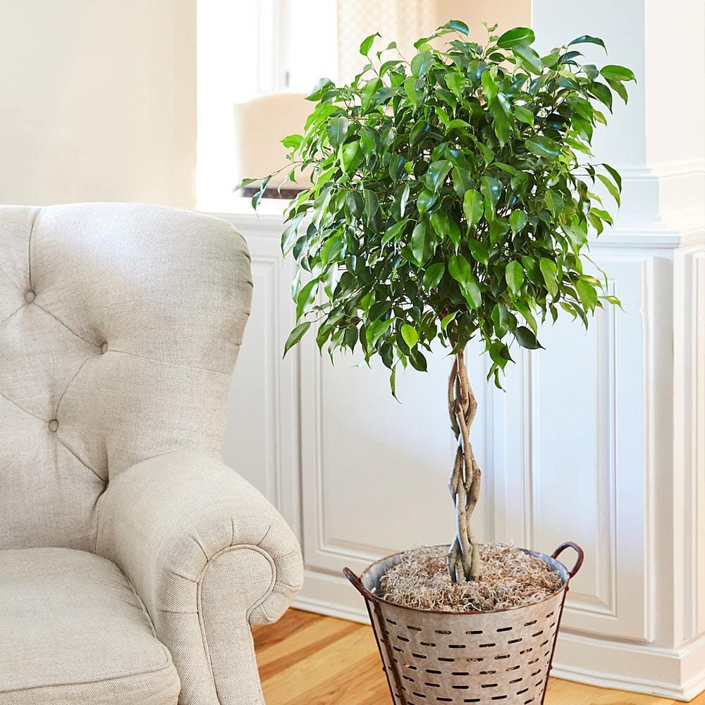Benjamina Ficus Tree with Braided Trunk in Green Plastic Pot