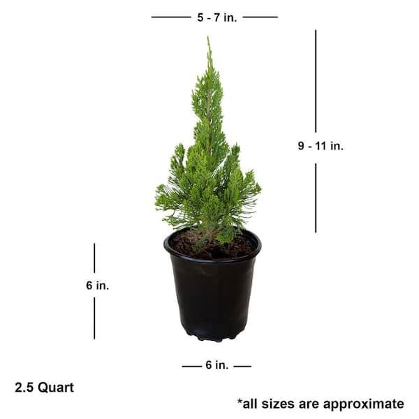 FLOWERWOOD 2.5 Qt. Hollywood Juniper (Torulosa) Live Shrub Plant