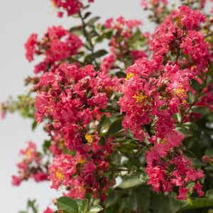 2 Qt. Bloomables Bellini Raspberry Crape Myrtle Shrub with Rose-Pink Flowers in Stadium Pot