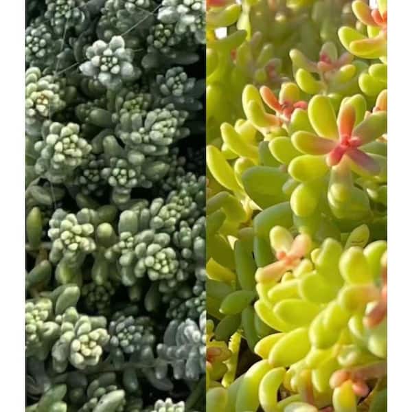 Coral Sedum with White Flowers, Indoor Outdoor Drought Resistance Rabbit  Resistance Succulent Plants (10-Pack) aa-565 - The Home Depot