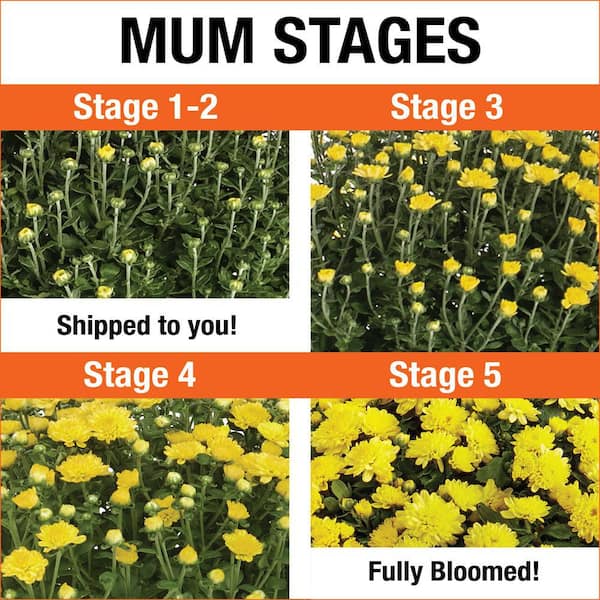 3 Qt. Live Yellow Chrysanthemum (Mum) Plant for Fall Garden, Porch or Patio (2-Pack)
