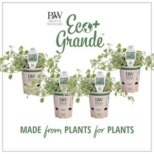 4.25 in. Eco+Grande White Licorice (Helichrysum) Live Plant Silver-White Foliage (4-Pack)