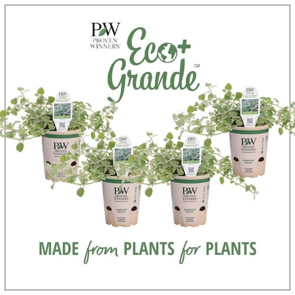 PROVEN WINNERS 4.25 in. Eco+Grande White Licorice (Helichrysum) Live Plant Silver-White Foliage (4-Pack)