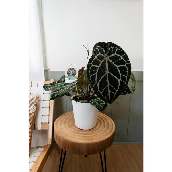 その他観葉植物 Anthurium 'Michelle' by Docblock Anthurium 'Michelle' by DocBlock® *Grower's choice* – Rare Plant Fairy