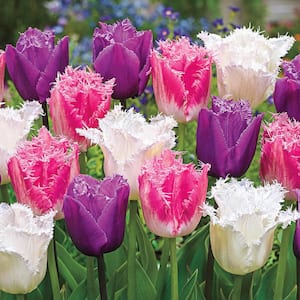 Ice Crystal Multi-Colored Tulip Bulbs (10-Pack)