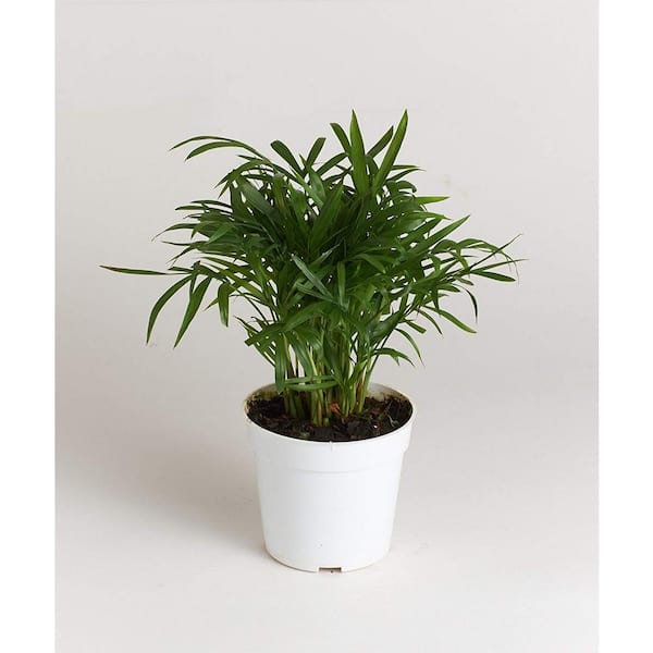 Shop Succulents 12 in. Yellow Succulent Planter-Arrives Planted He is Risen Spring Succulent Planter Centerpiece - Low Maintenance