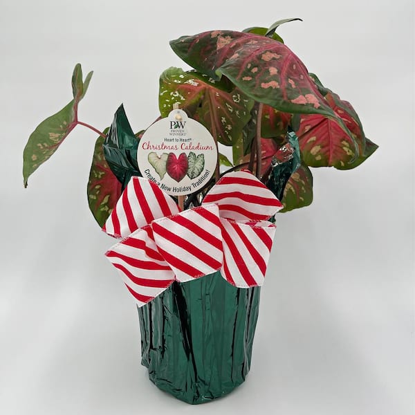 PROVEN WINNERS 6.5 in. Holiday Heart to Heart Fast Flash Caladium