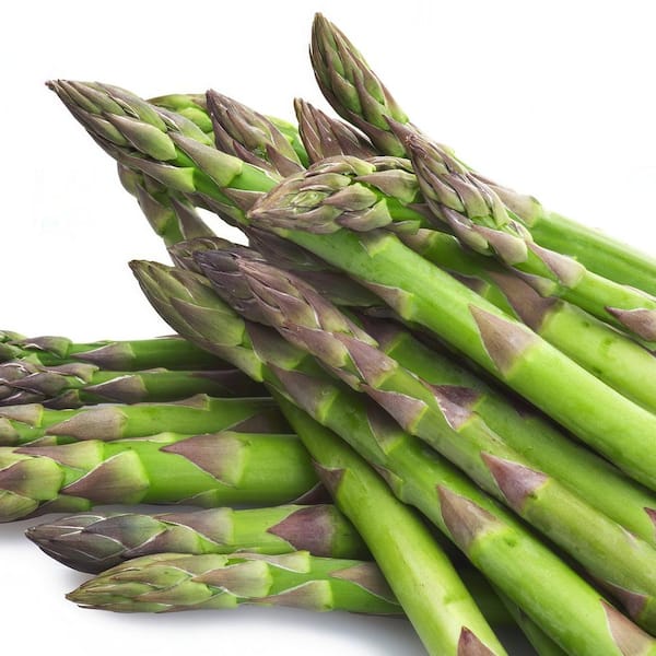 Bareroot Asparagus Mary Washington Perennial Plant (4-Pack)