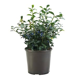 2.5 qt. Biloxi Blueberry Plant with Large Mildly Sweet Berries