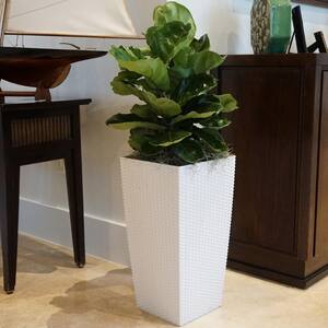 Ficus Lyrata Plant Live Fiddle Leaf Fig Houseplant in 9.25 in. Grower Pot