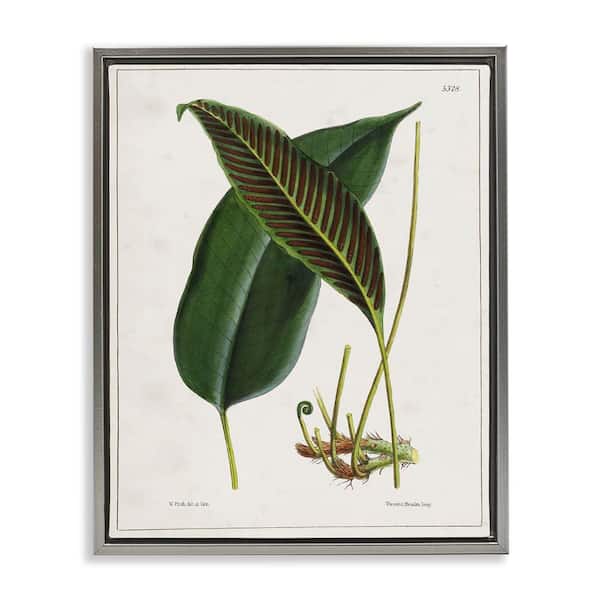 Stupell Industries Leaf and its Underside Study by Tina Higgins Designs, Inc. Gray Floater Frame Nature Graphic Art Print 21 in. x 17 in.