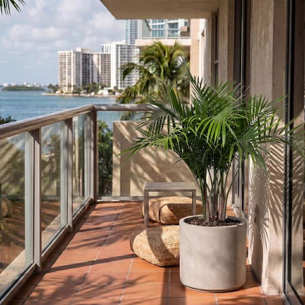 Majesty Palm Plant in 9.25 in. Grower Pot