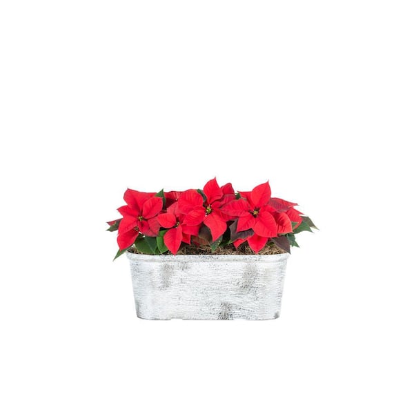 METROLINA GREENHOUSES 1 Qt. Live Christmas Poinsettia Red Birch Kit (3-Pack)