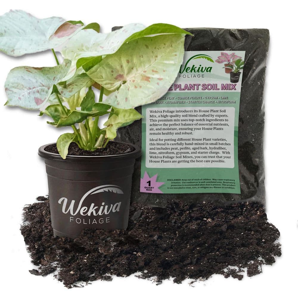 Syngonium Milk Confetti Large Indoor/Outdoor Plant with Black Plastic Pot