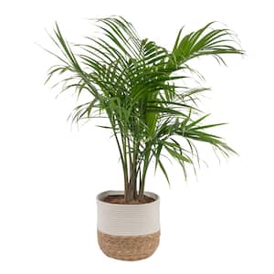 Majesty Palm Indoor Plant in 10 in. Decor Weave Basket Planter, Average Shipping Height 3-4 ft. Tall
