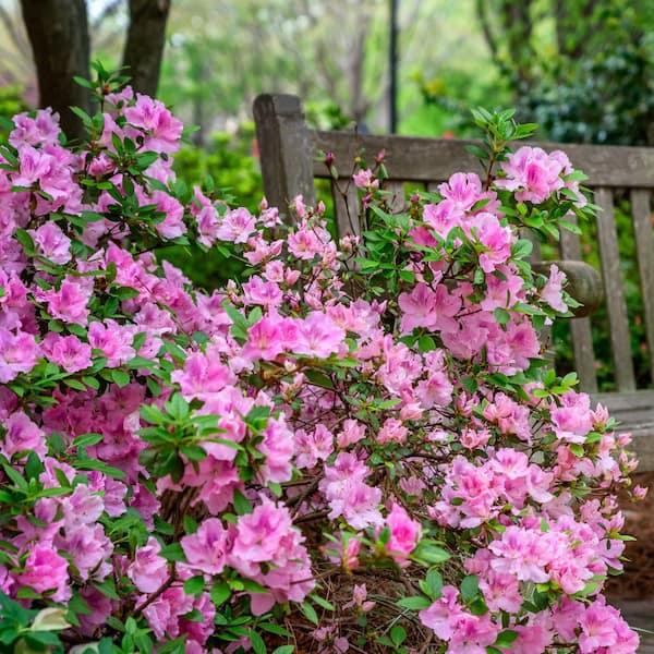 national PLANT NETWORK 4 in. Azalea FlorAmore Lavender Shrub (3