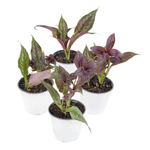 4 in. Persian Shield Purple Bloom Strobilanthes Plant (16-Pack)