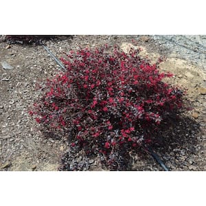 2 Gal. Ever Red Mini Loropetalum, Evergreen Shrub with Purple Foliage, Red Ribbon Blooms