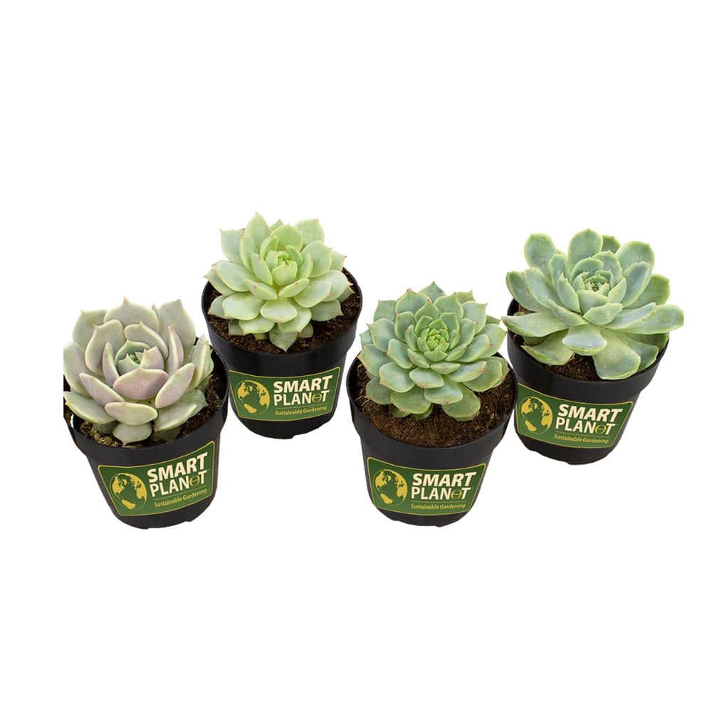 Assorted 2.5 Inch Echeveria Succulent Plants in Black Pots