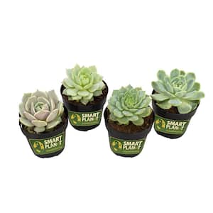 2.5 in. Echeveria Collection Plant (4-Pack)