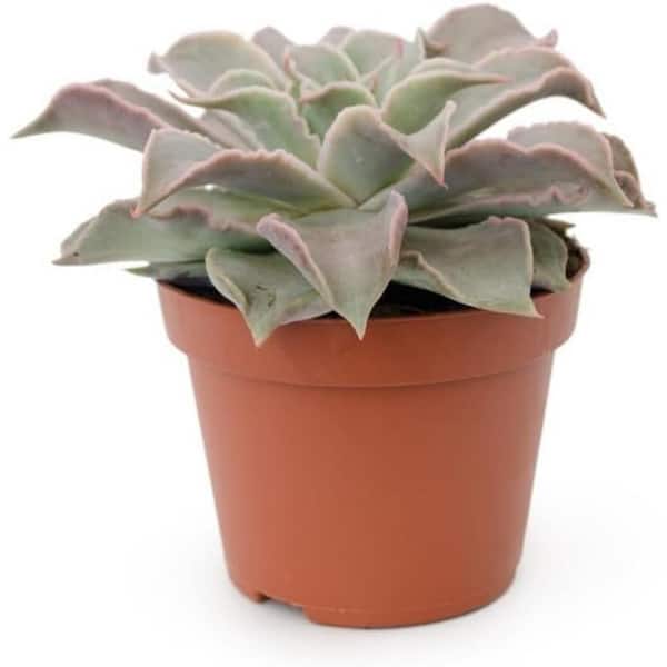 Wekiva Foliage Echeveria Madiba-4 Live Starter Plants in 2 Inch Growers Pots-Rare and Beautiful Colorful Easy Care Succulent