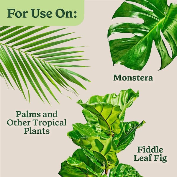 monstera variegata gro Monstera Variegata | Seltene Zimmerpflanze