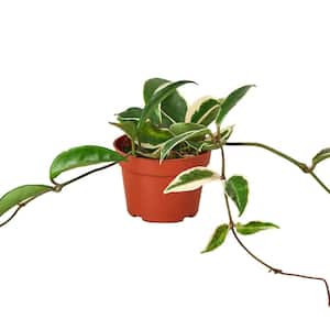 Krimson Queen (Hoya Carnosa) Plant in 4 in. Grower Pot