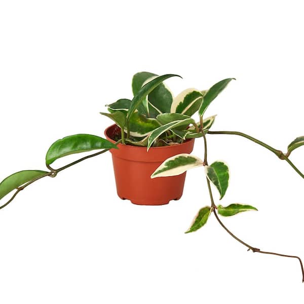 Unbranded Krimson Queen (Hoya Carnosa) Plant in 4 in. Grower Pot