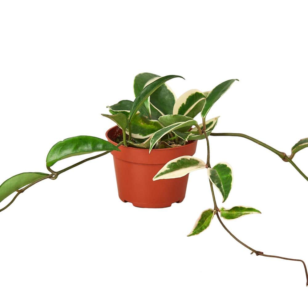 PPC INTERNATIONAL LLC Krimson Queen (Hoya Carnosa) Plant in 4 in