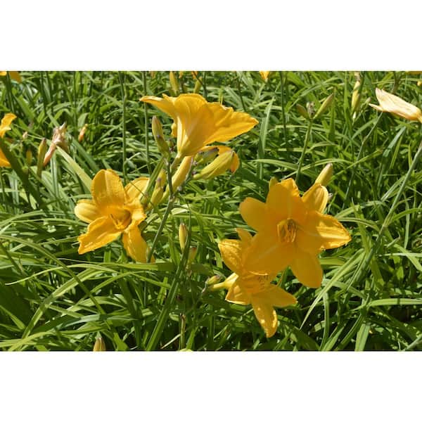 3 Gal Stella d'Oro Dwarf Daylily (Hemerocallis) Live Perennial Plant with Yellow Flowers