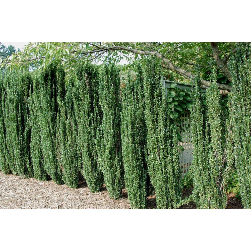 1 Gallon Sky Pencil Japanese Holly Evergreen Shrub