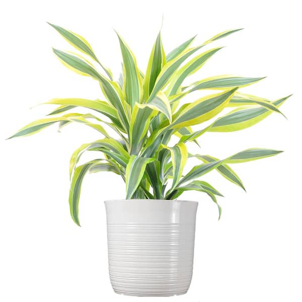 United Nursery Dracaena Lemon Lime Plant Tall in 10 inch White Decor Pot