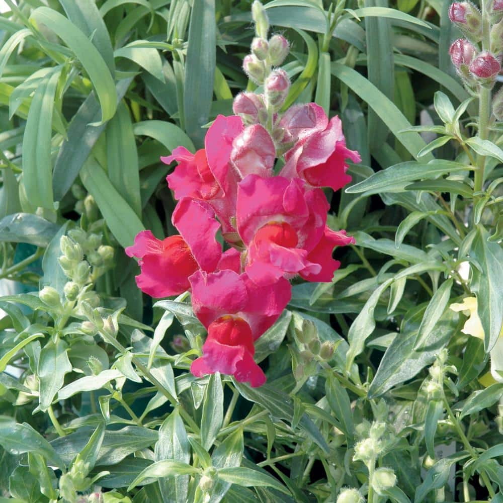 6 in. Violet Snapdragon Plant 9339 - The Home Depot