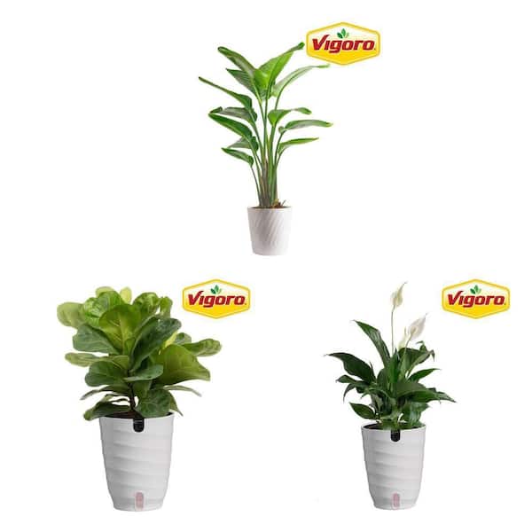 Best Rated - House Plants - The Home Depot