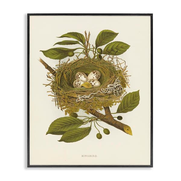 Birdnest with Spotted Eggs by Tina Higgins Designs, Inc. Black Framed Nature Giclee Art Print 20 in. x 16 in.
