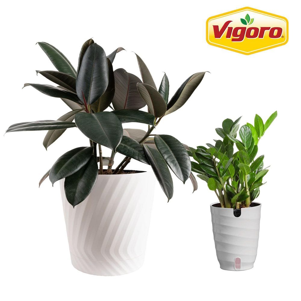 Vigoro 10 in. Rubber Burgundy and 6 in. ZZ Plant in White Decor