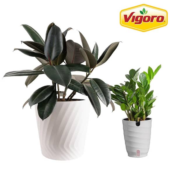 Vigoro 10 in. Rubber Burgundy and 6 in. ZZ Plant in White Decor Planter, (2 Pack)