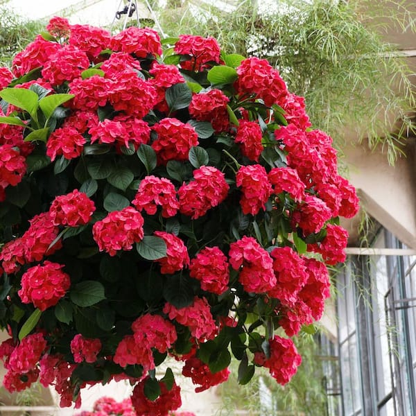 フラワー・ガーデニング Hirobe national PLANT NETWORK 1 gal. Red Beauty Hydrangea Shrub with Red