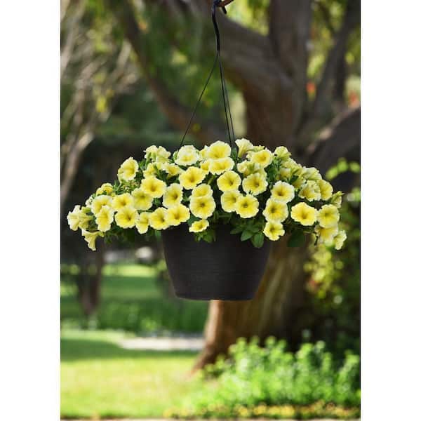 Vigoro 1.75 Gal. Bee's Knees Petunia Annual Plant with Yellow