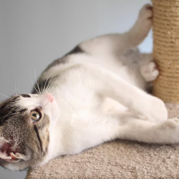 Petmaker Tan and Cream 3 Pole Cat Scratching Post with Perch HW3210072 - The Home Depot Petmaker Tan and Cream 3 Pole Cat Scratching Post with Perch HW3210072 - The Home Depot