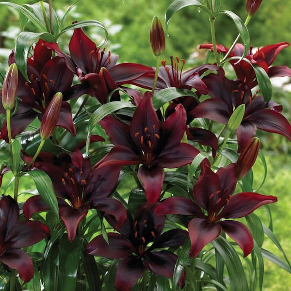 lily _black  Black Mini Calla Lily – Bulk Flower | Phoenix AZ