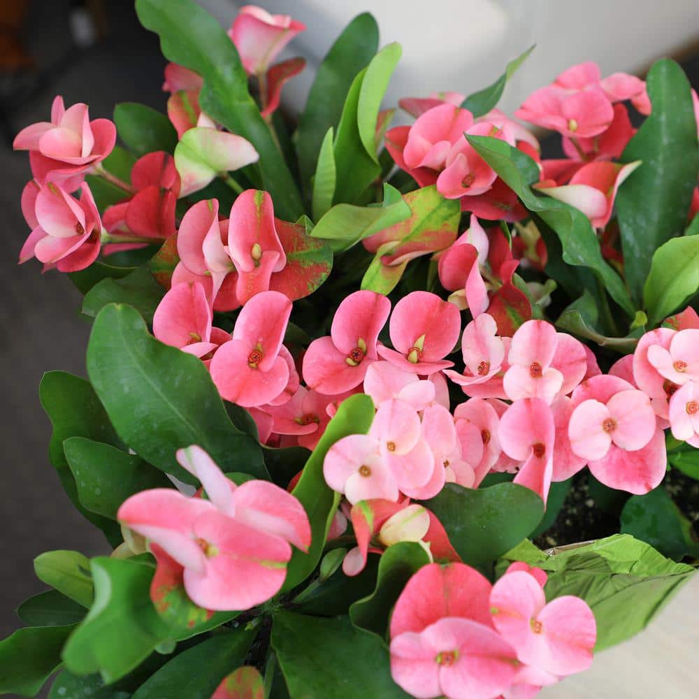 Euphorbia Milii Crown of Thorns Red and Green Succulent Plant
