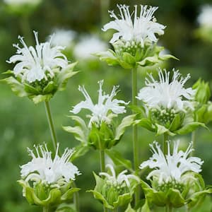 White Bee Balm Ice Out Roots (5-Pack)
