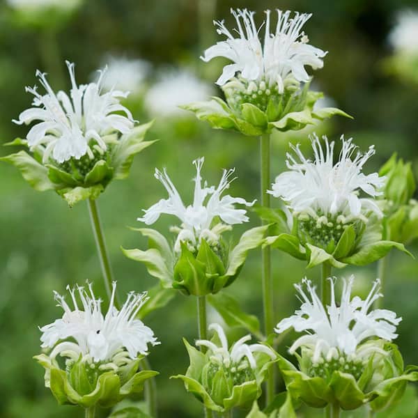 VAN ZYVERDEN White Bee Balm Ice Out Roots (5-Pack)