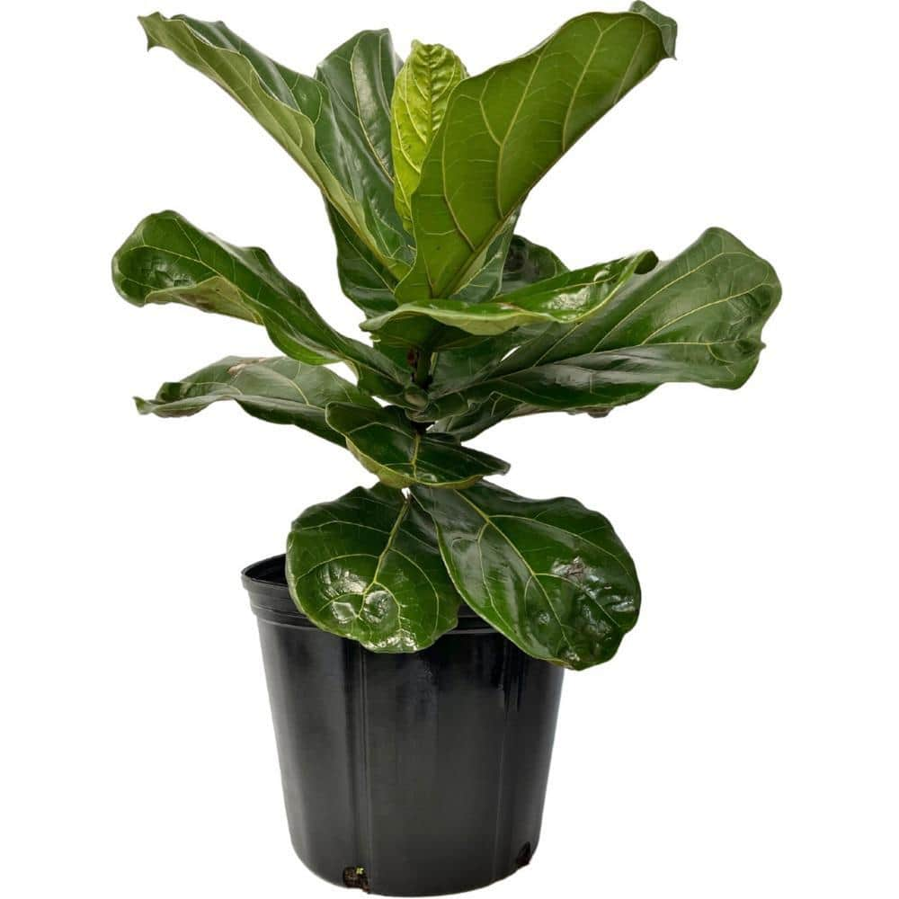 Nature's Way Farms, LLC 2 Gal. Live Ficus Lyrata Fiddle-Leaf Fig Plant ...