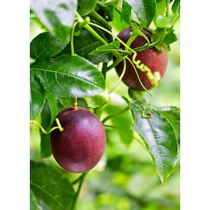 Purple Possum Passion Fruit Plant - 3 Live Starter Plants - Passiflora 'Purple Possum' - Edible Fruit Bearing Vine
