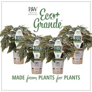 4.25 in. Eco+Grande Pegasus (Begonia) Live Plant, Green and Silver Foliage (4-Pack)