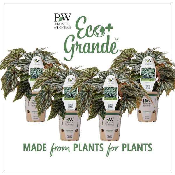 PROVEN WINNERS 4.25 in. Eco+Grande Pegasus (Begonia) Live Plant, Green and Silver Foliage (4-Pack)