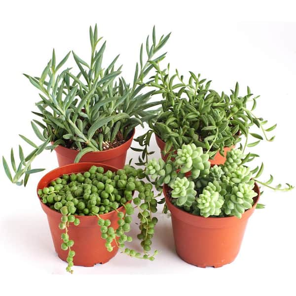 Shop Succulents String of Pearls, Burrito Sedum, Fishhook (4 Pack)